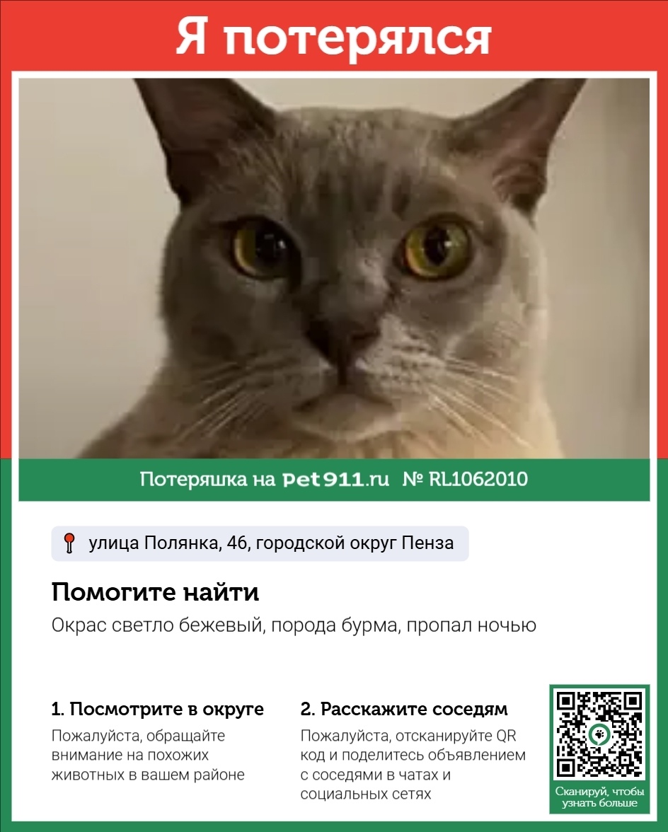 Пропала кошка в Пензе — фото объявления