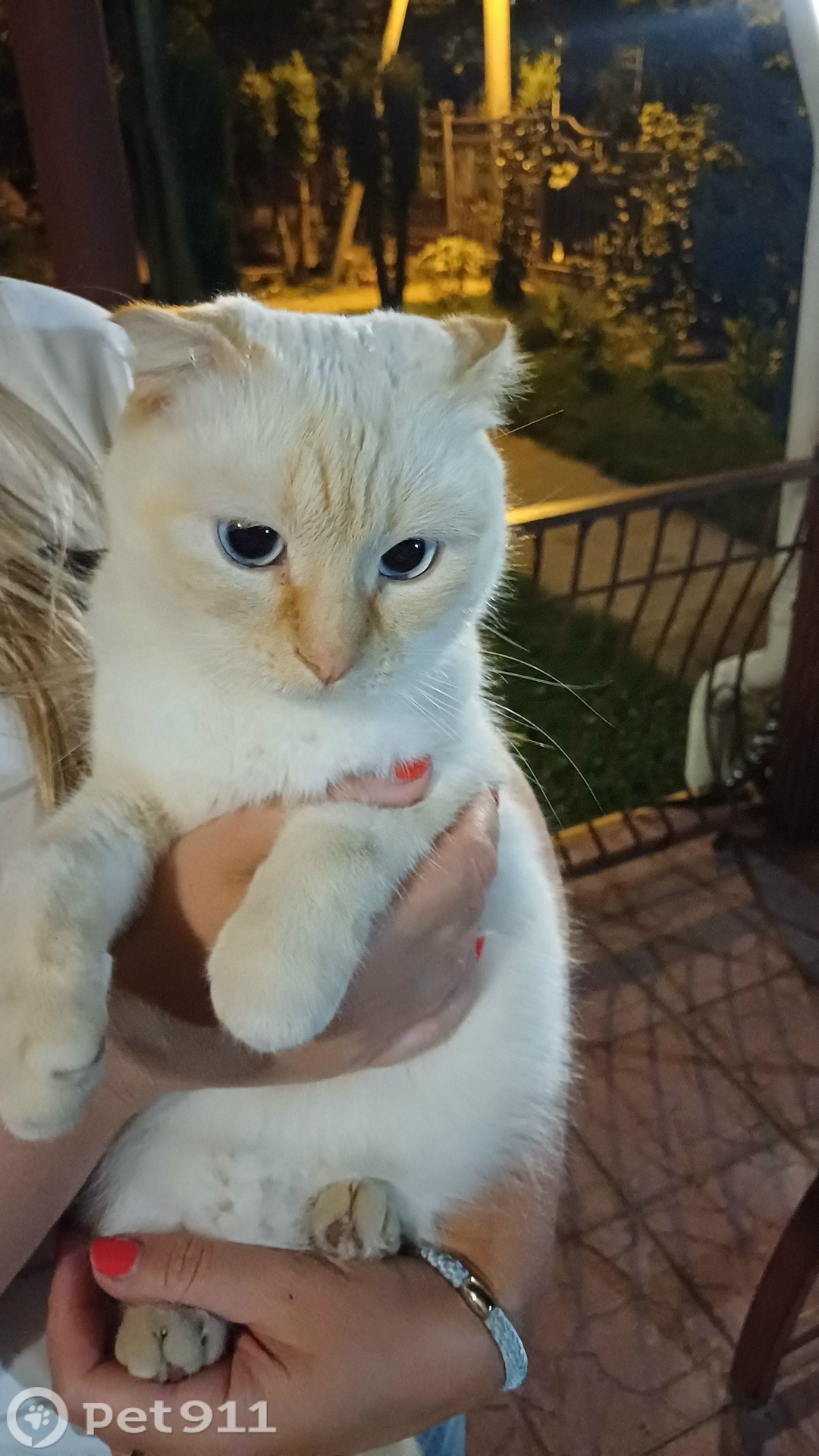 Найдена кошка в Пензе — фото объявления