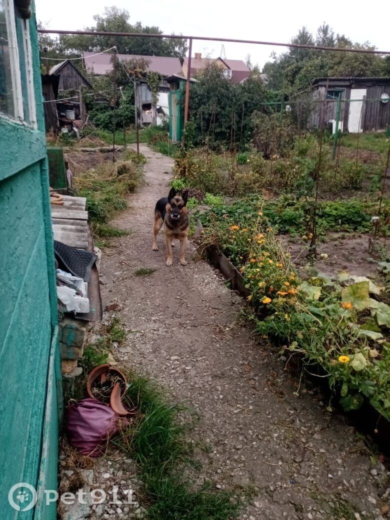 Найдена собака в Пензе — фото объявления