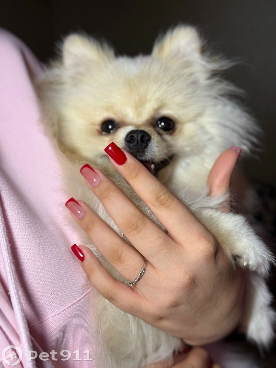 Пропала собака в Пензе — фото объявления