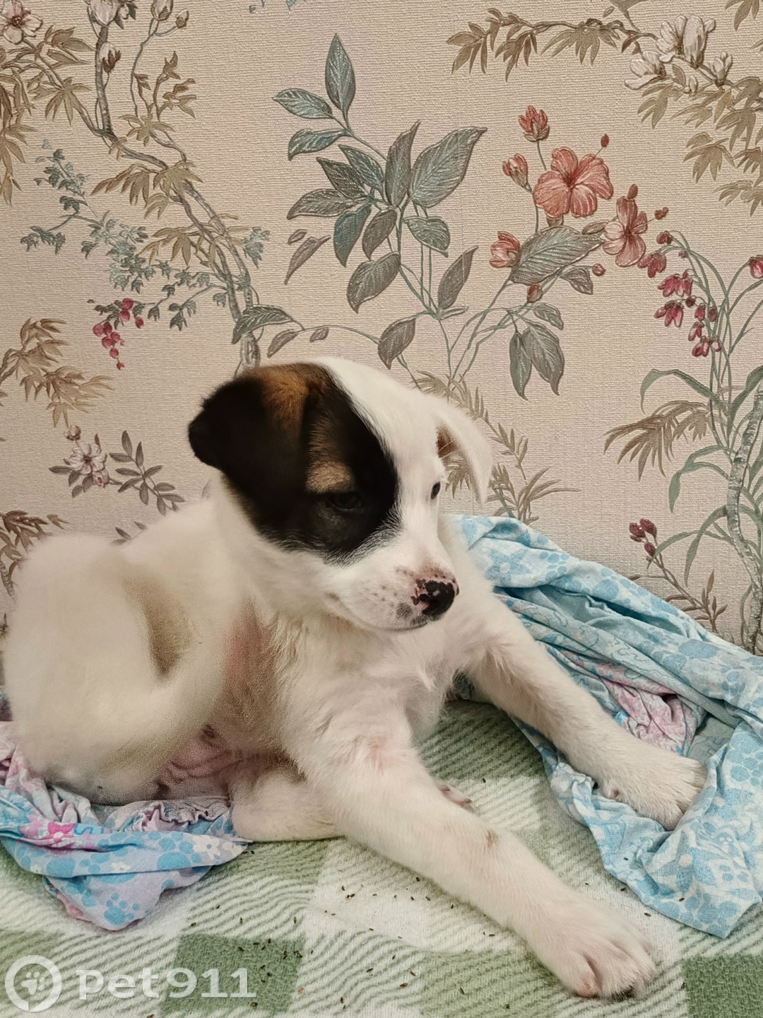 Найдена собака в Пензе — фото объявления