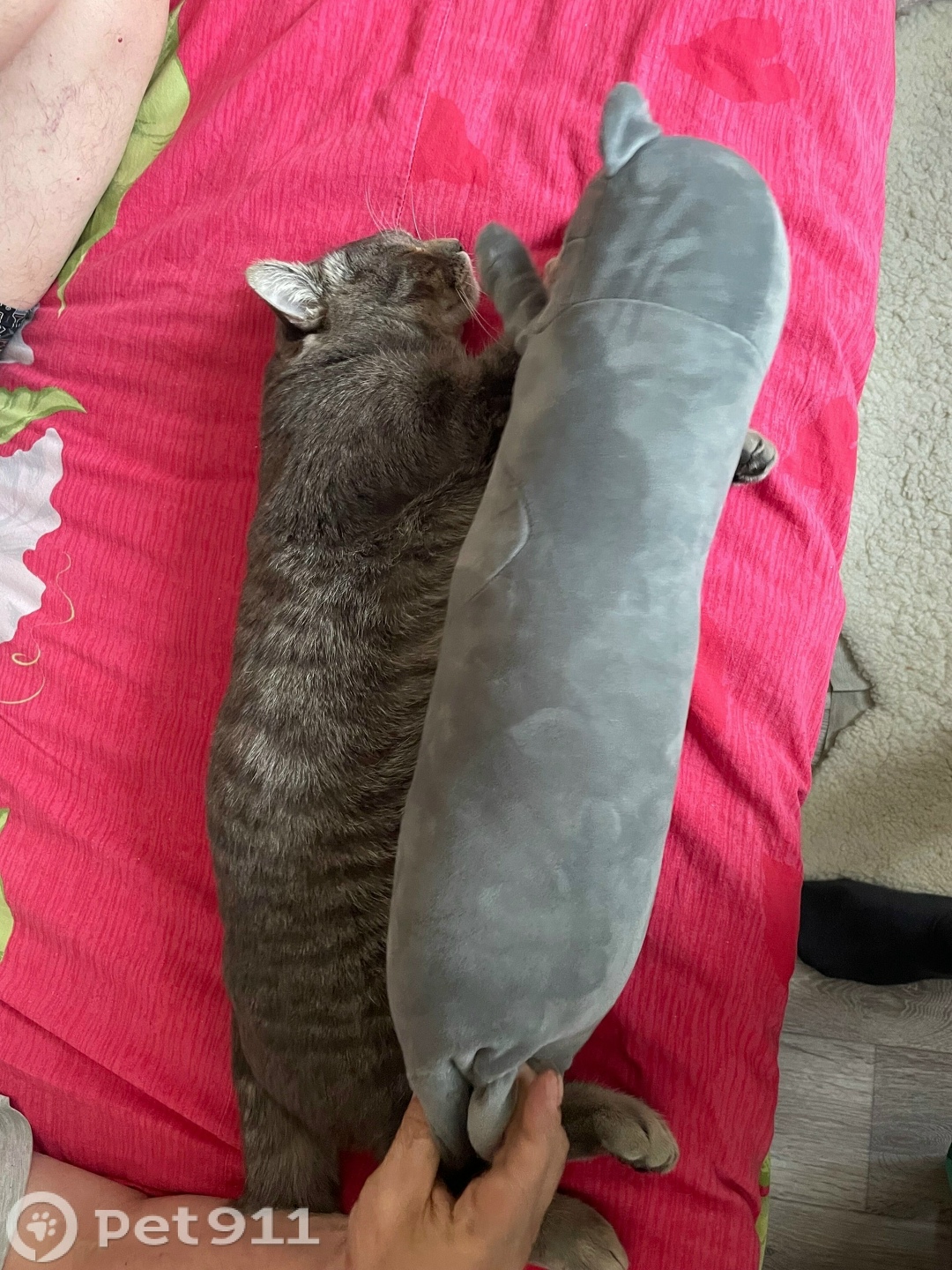 Пропала кошка в Пензе — фото объявления