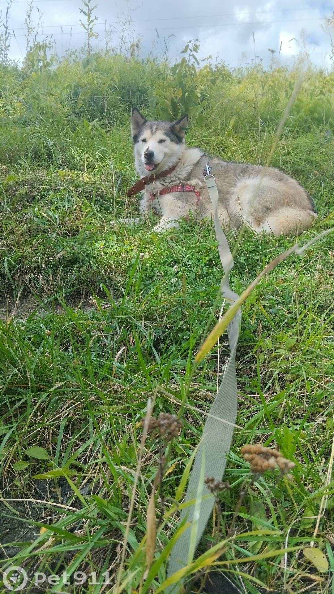 Пропала собака в Пензе — фото объявления