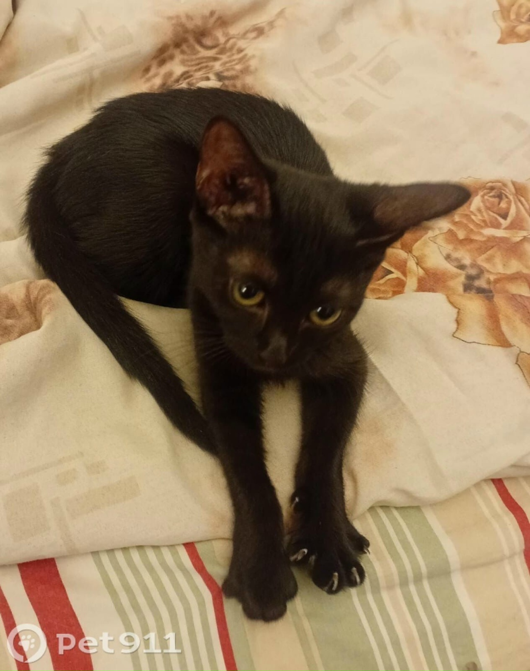 Найдена кошка в Пензе — фото объявления