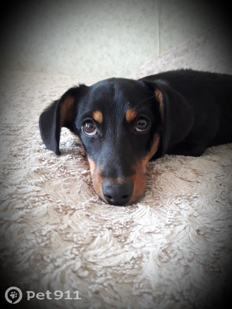 Пропала собака в Пензе — фото объявления