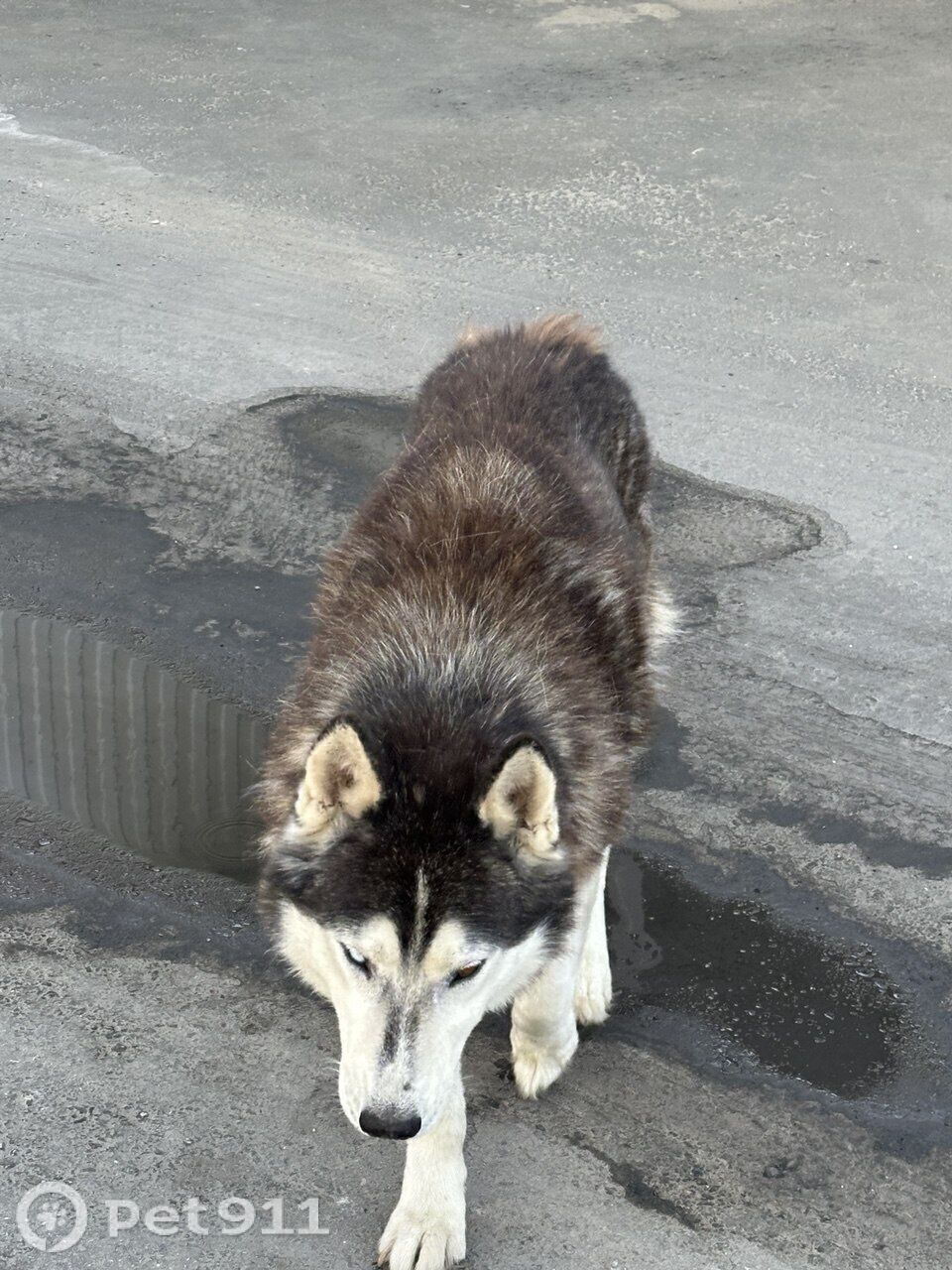 Найдена собака в Пензе — фото объявления