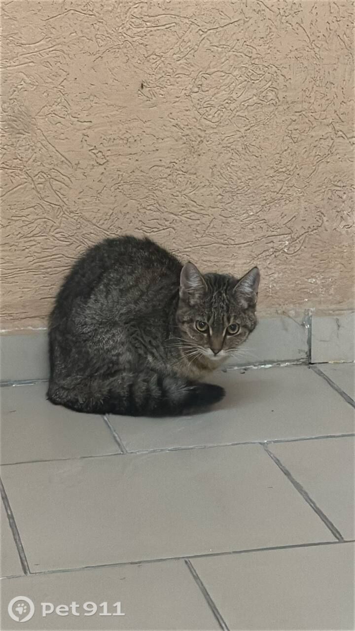 Найдена кошка в Пензе — фото объявления