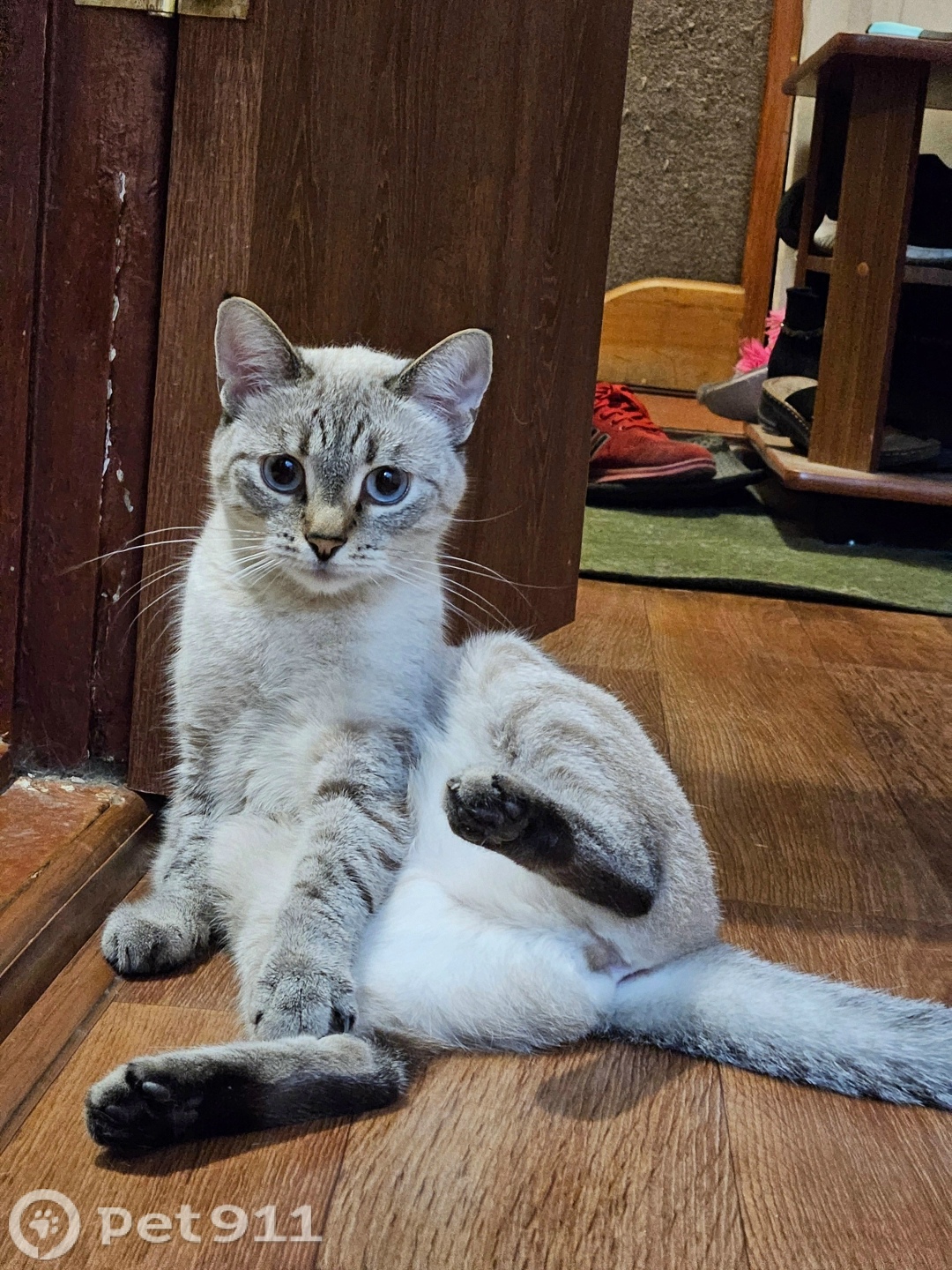 Найдена кошка в Пензе — фото объявления