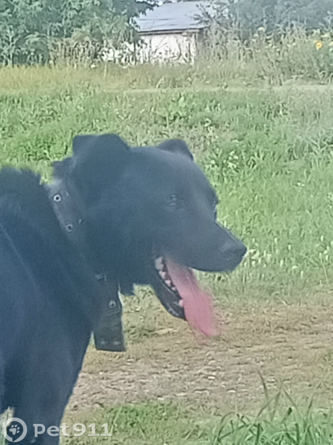 Пропала собака в Пензе — фото объявления