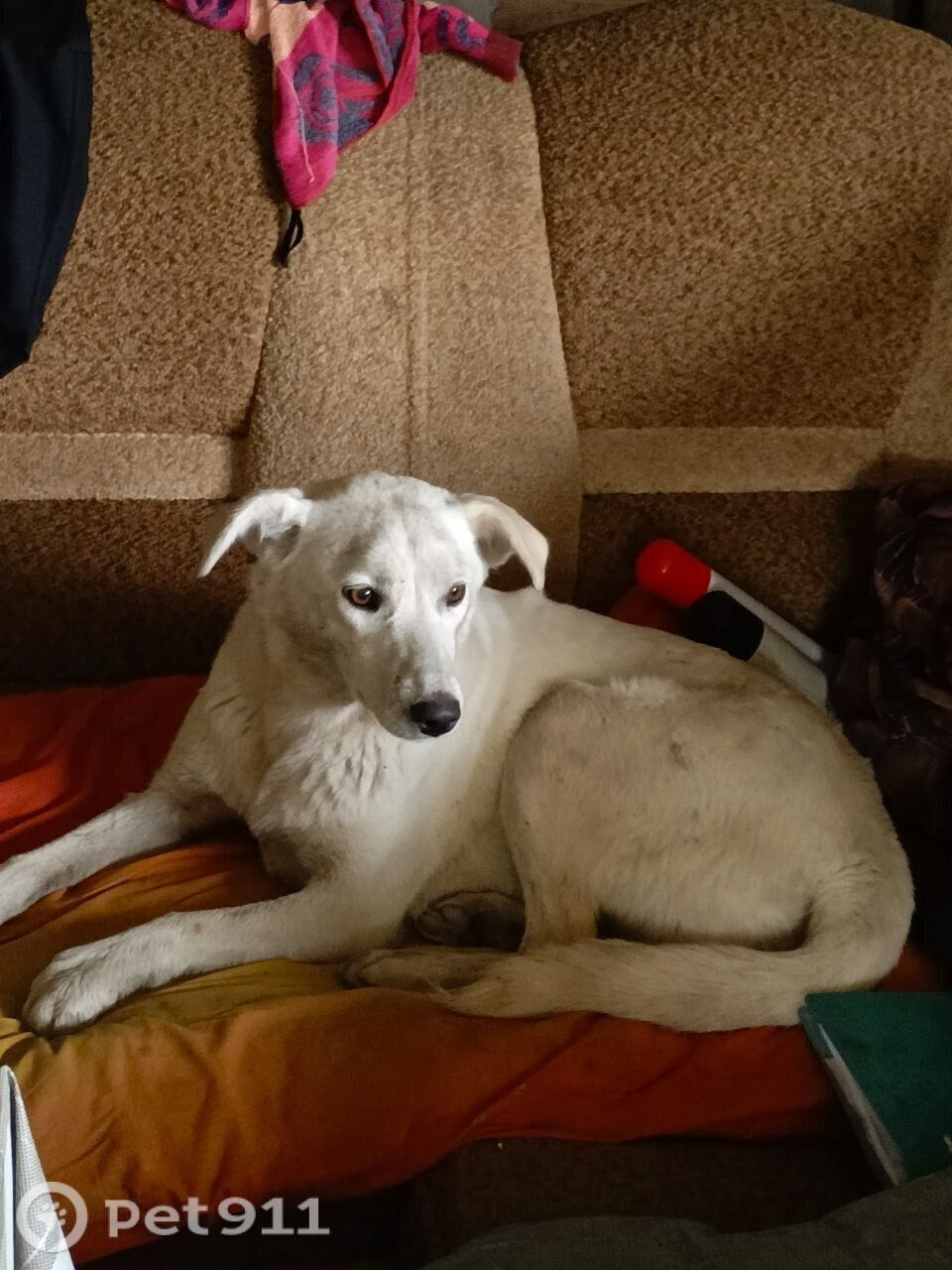 Пропала собака в Пензе — фото объявления