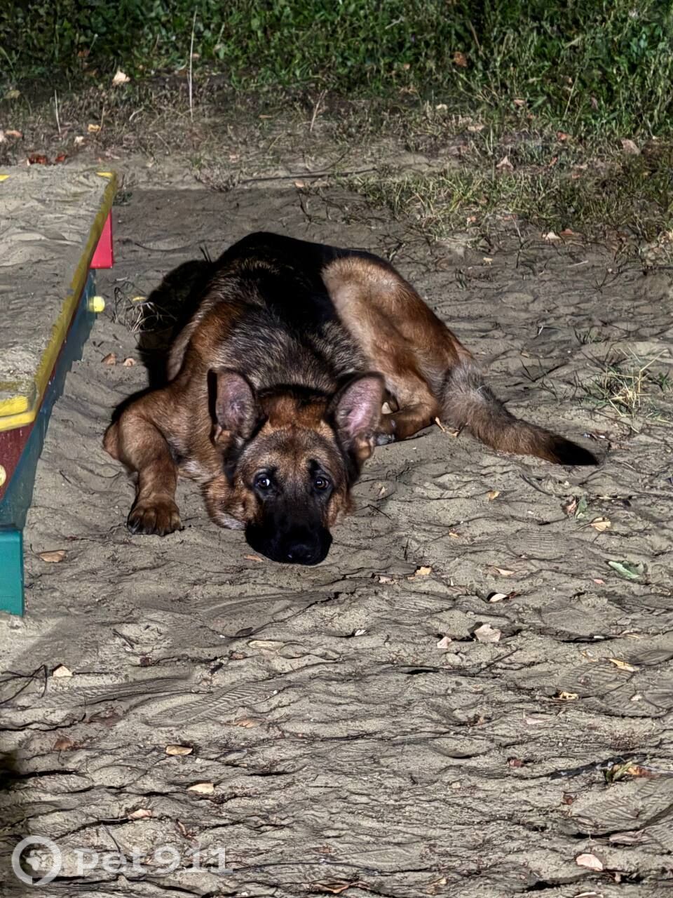 Найдена собака в Пензе — фото объявления