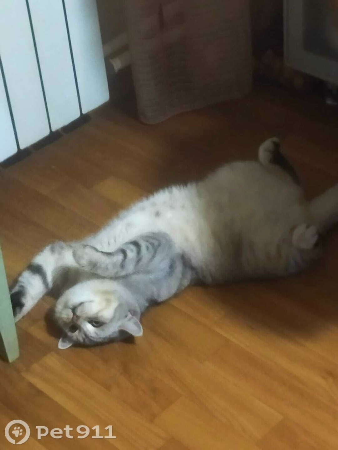 Пропала кошка в Пензе — фото объявления