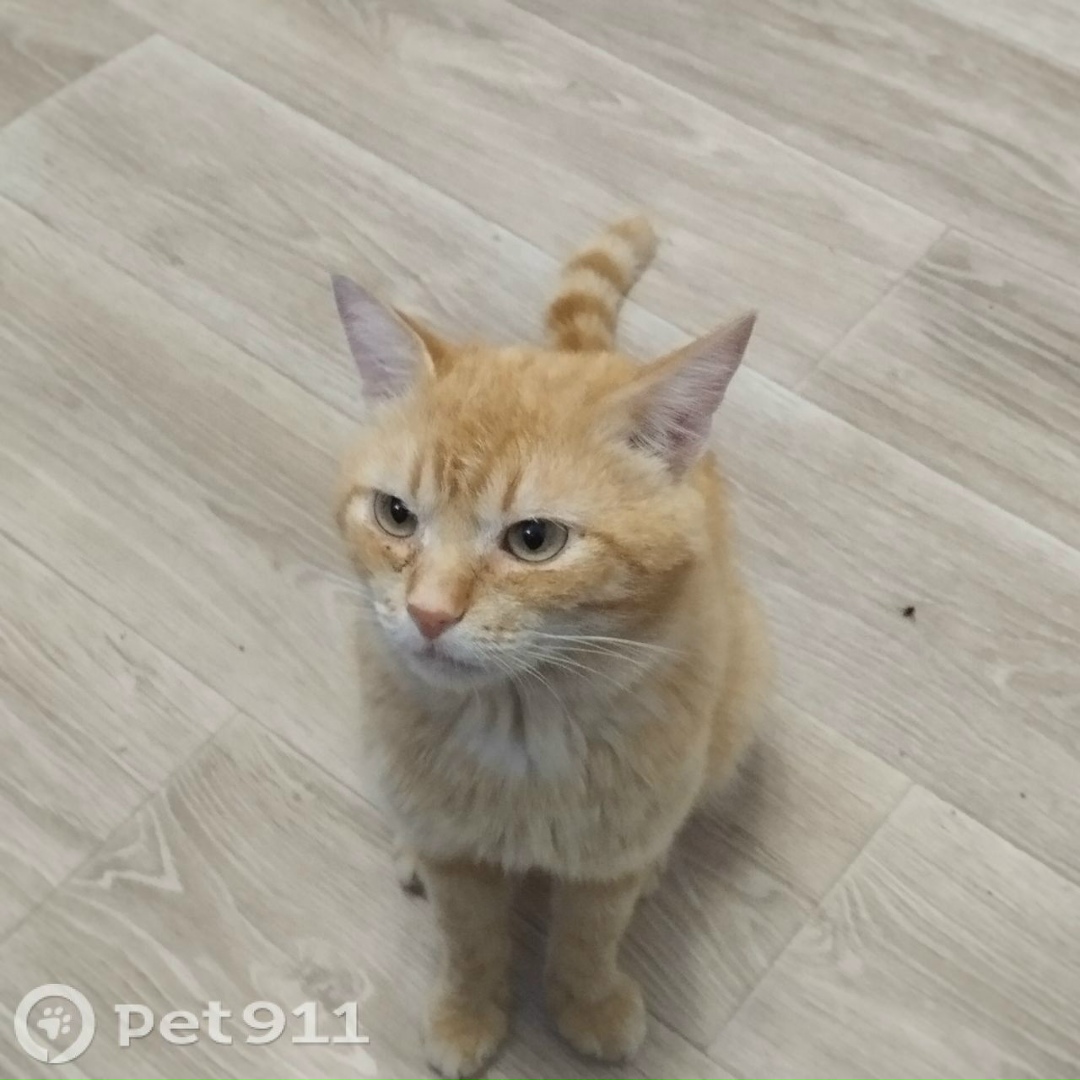 Пропала кошка в Пензе — фото объявления