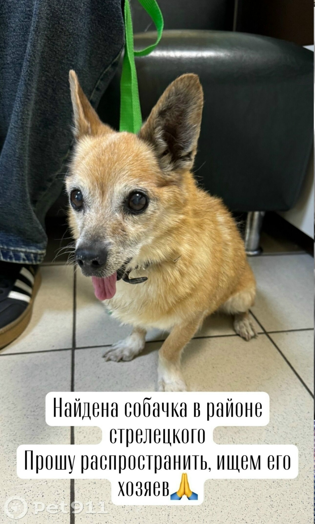 Найдена собака в Пензе — фото объявления