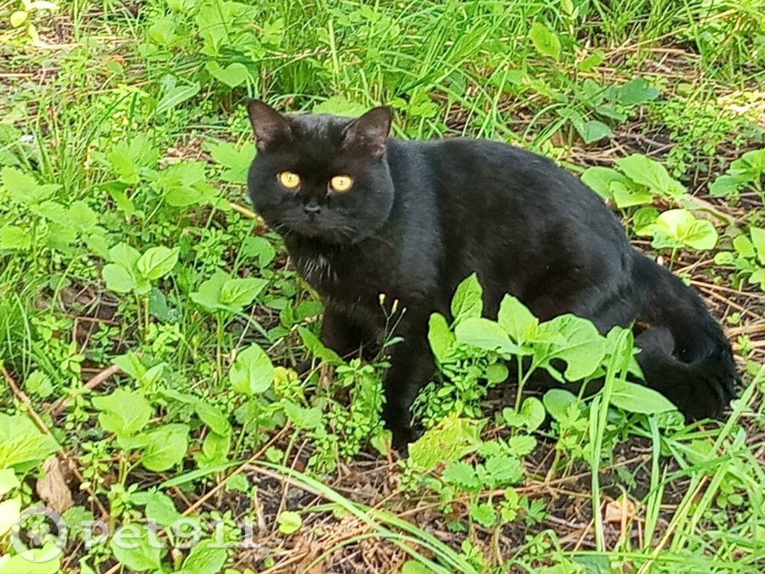 Пропала кошка в Пензе — фото объявления