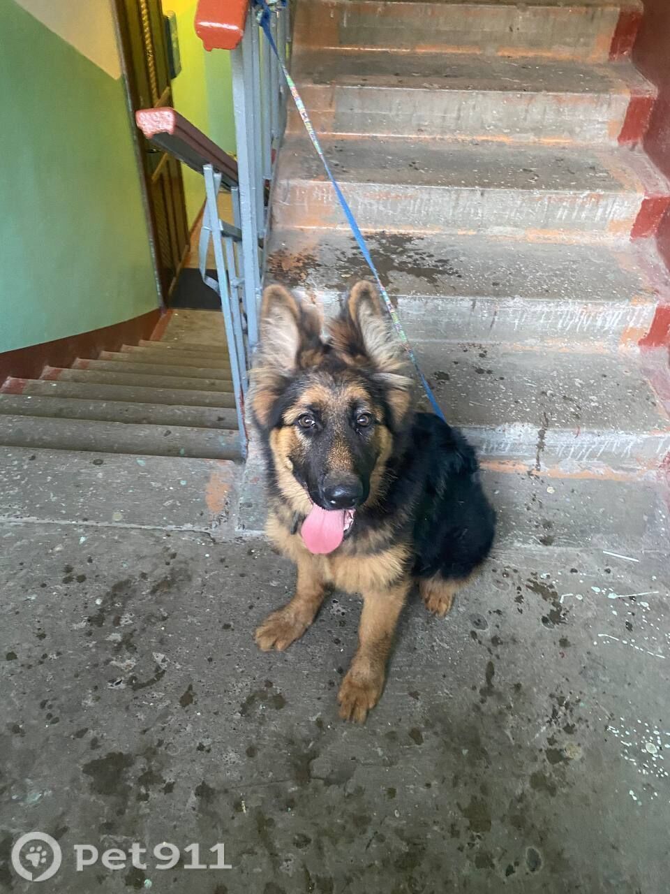 Найдена собака в Пензе — фото объявления