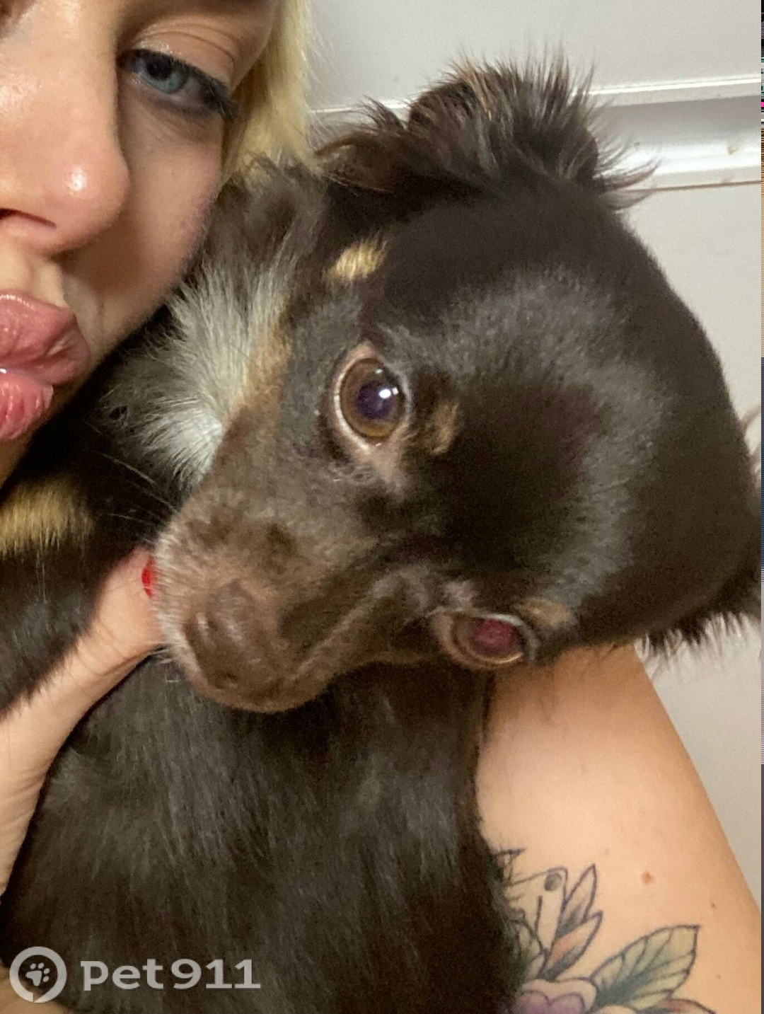 Найдена собака в Пензе — фото объявления