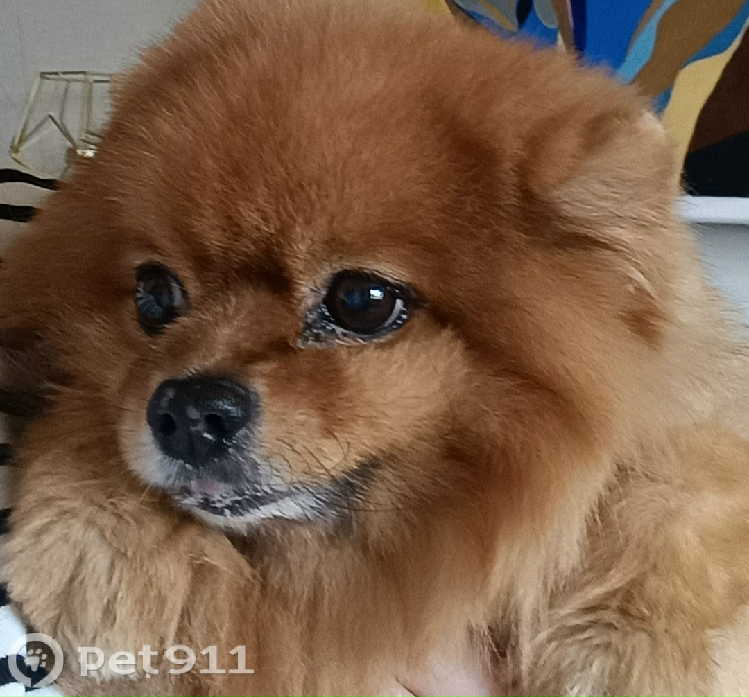 Пропала собака в Пензе — фото объявления