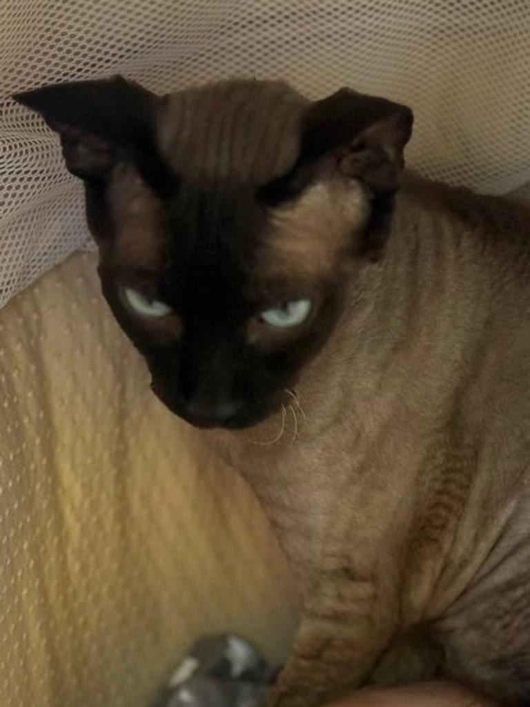 Пропала кошка в Пензе — фото объявления