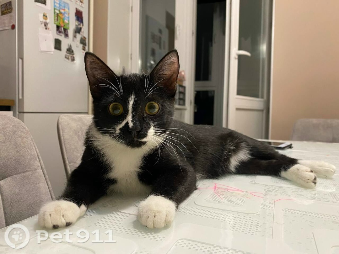 Пропала кошка в Пензе — фото объявления