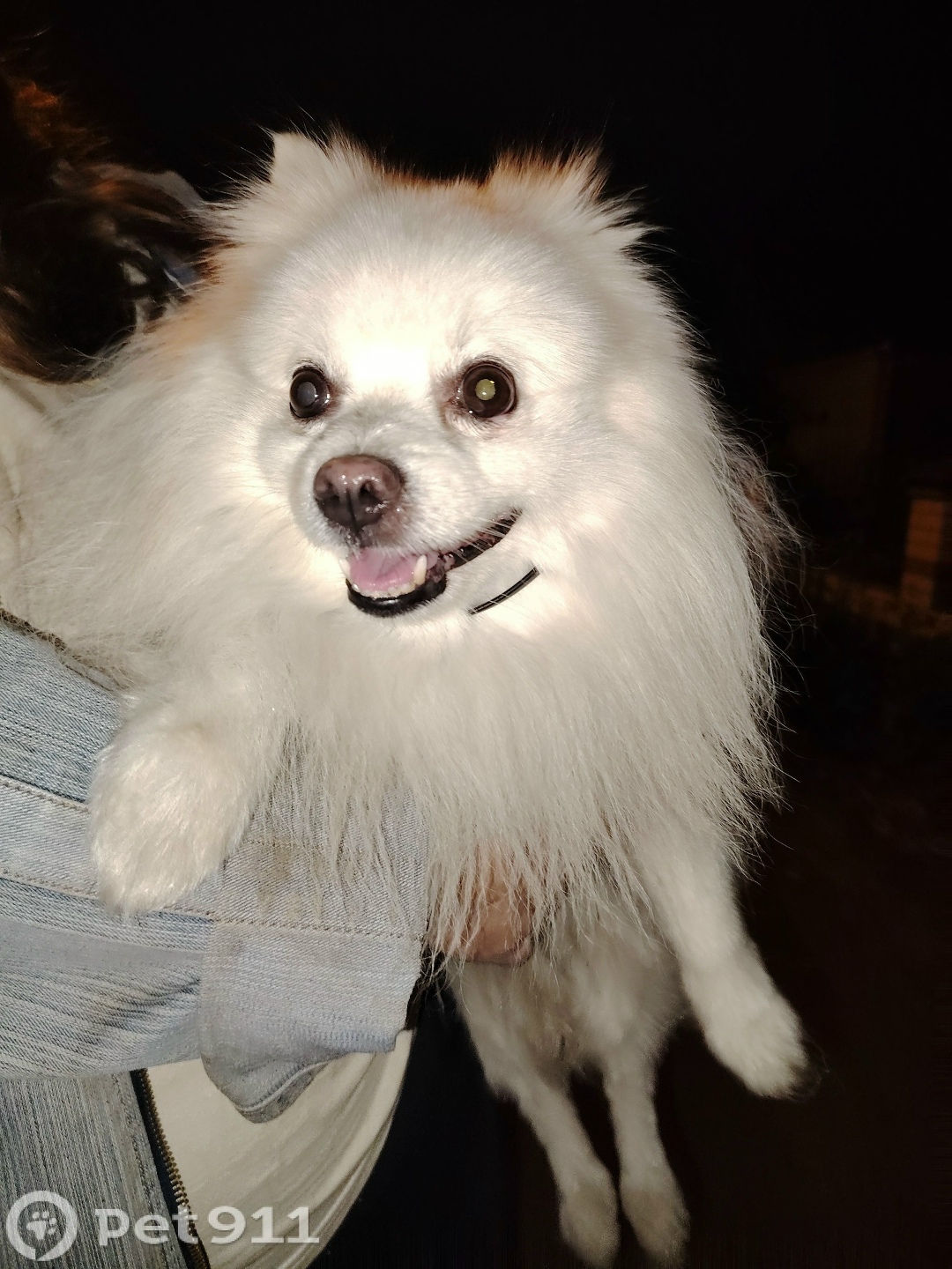 Найдена собака в Пензе — фото объявления