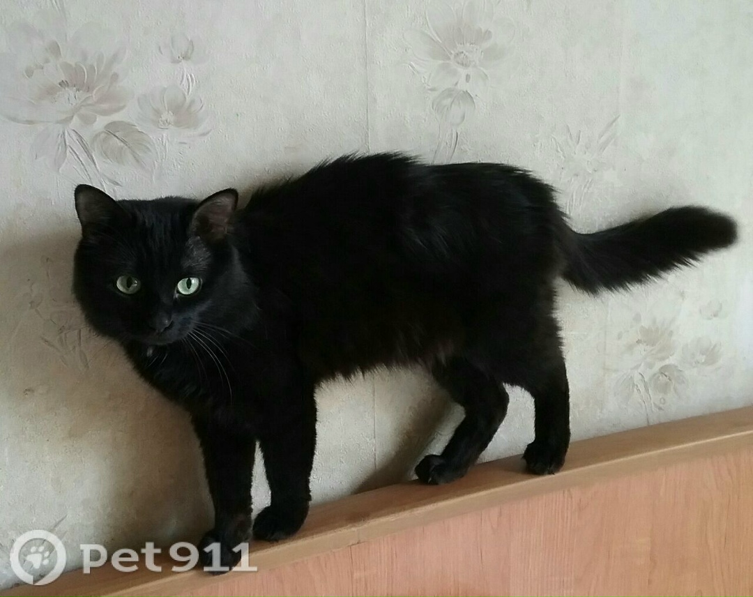 Пропала собака в Пензе — фото объявления