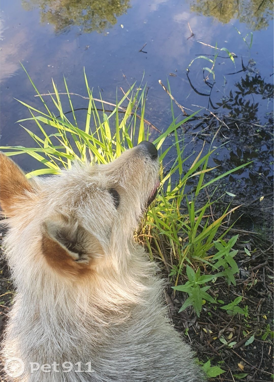 Пропала собака в Пензе — фото объявления