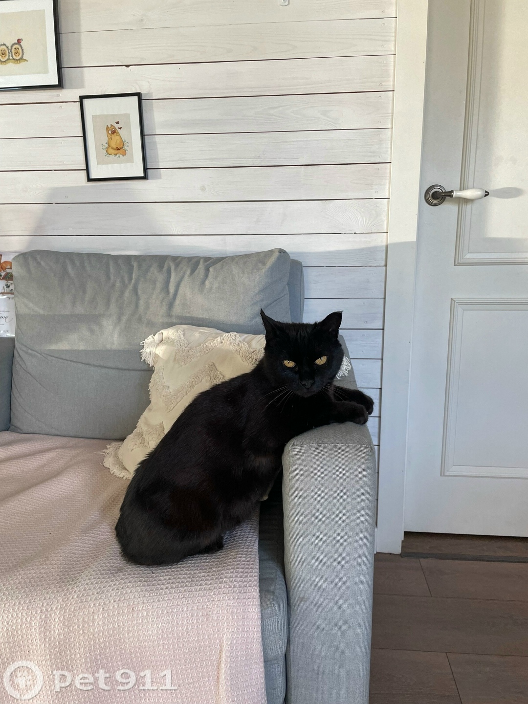 Пропала кошка в Пензе — фото объявления