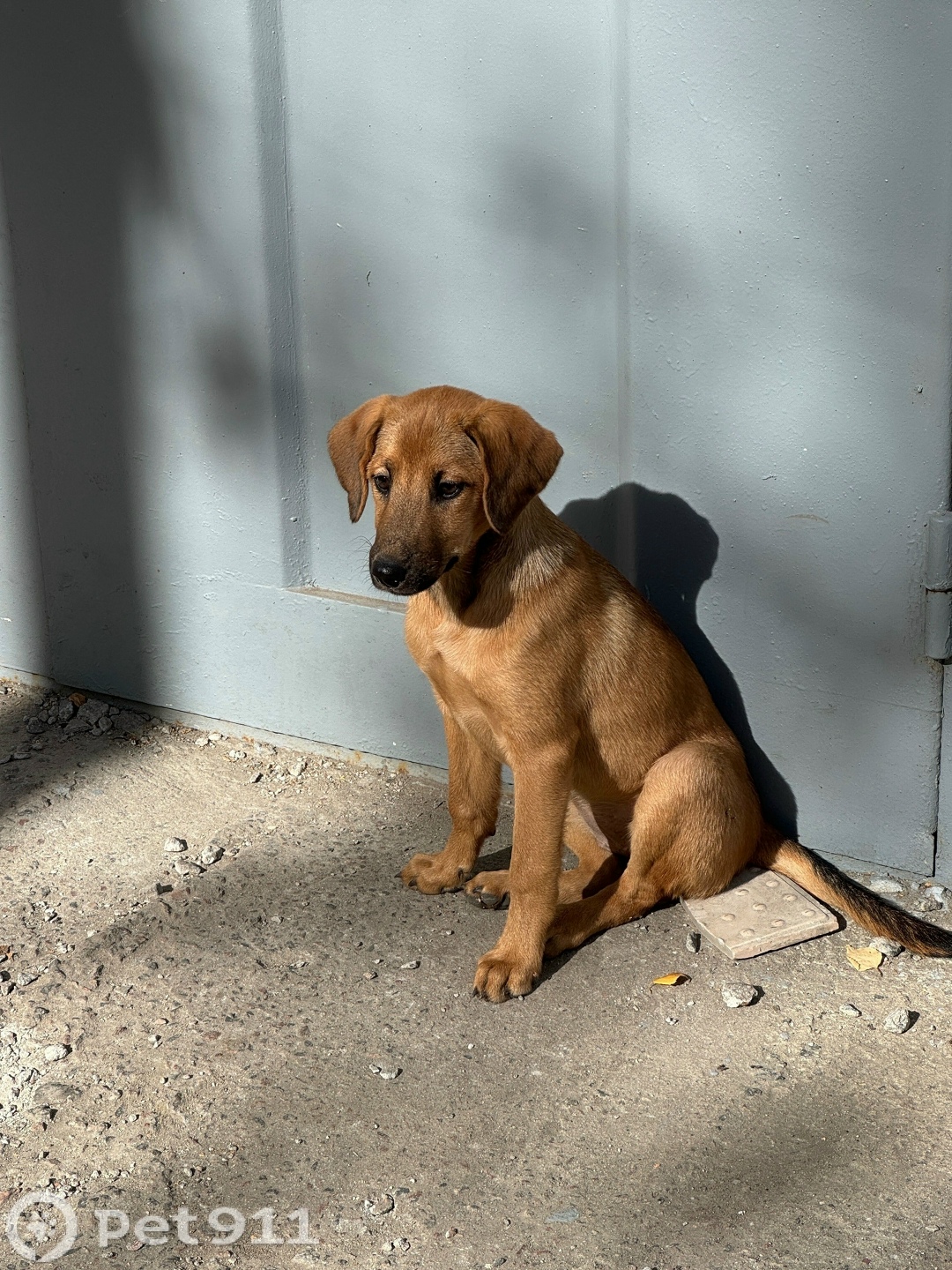 Найдена собака в Пензе — фото объявления