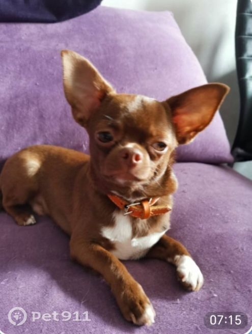 Пропала собака в Пензе — фото объявления