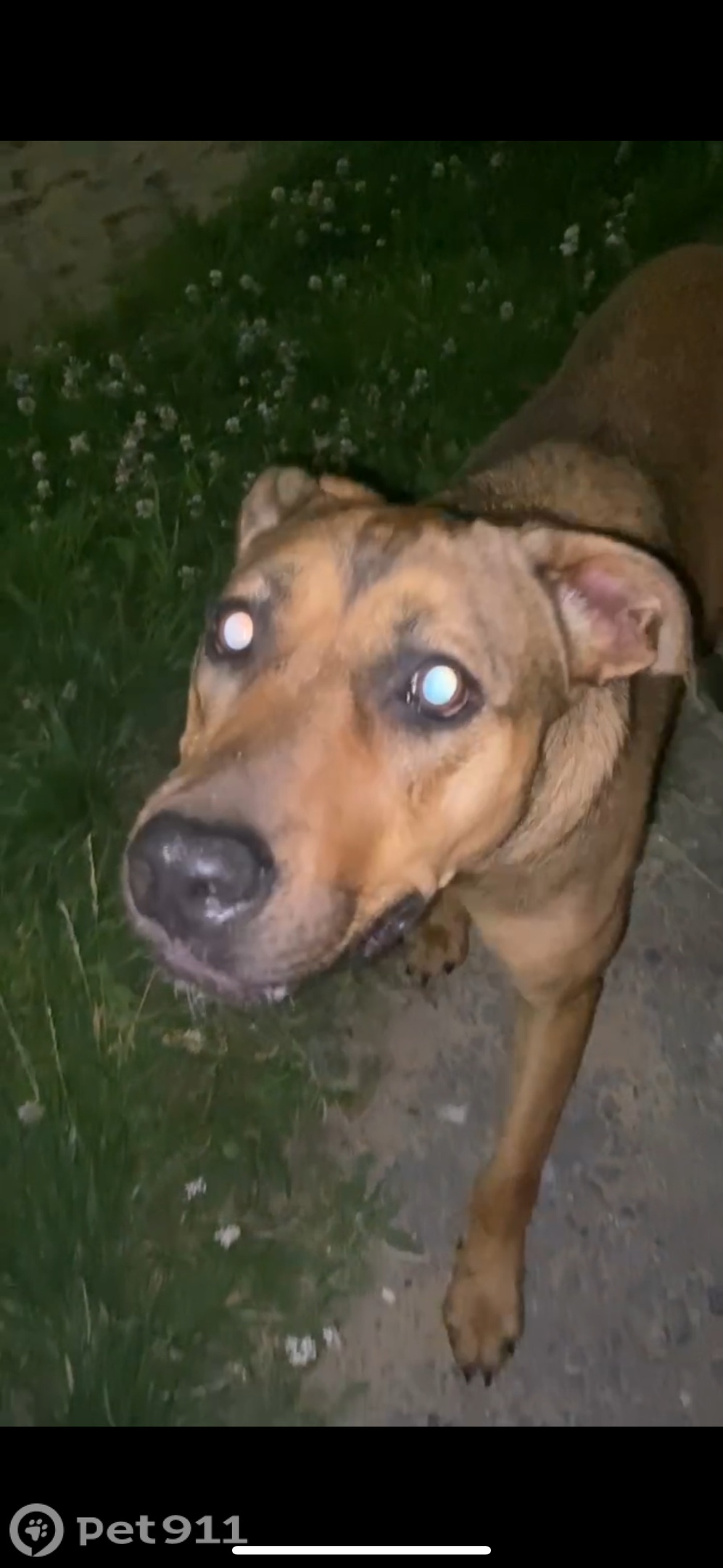 Найдена собака в Чебоксарах — фото объявления