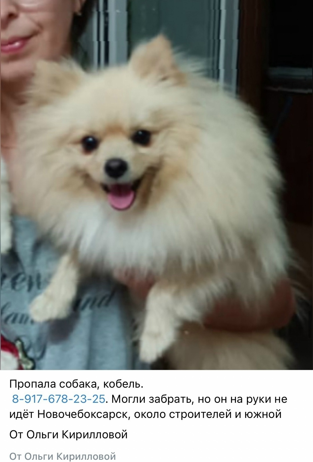 Пропала собака в Чебоксарах — фото объявления