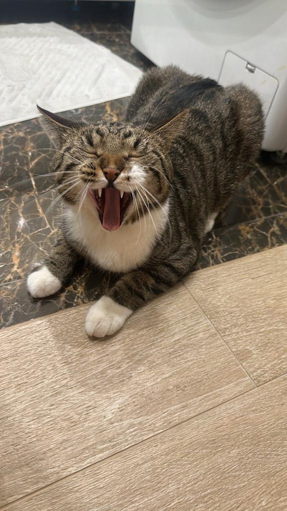 Пропала кошка в Чебоксарах — фото объявления