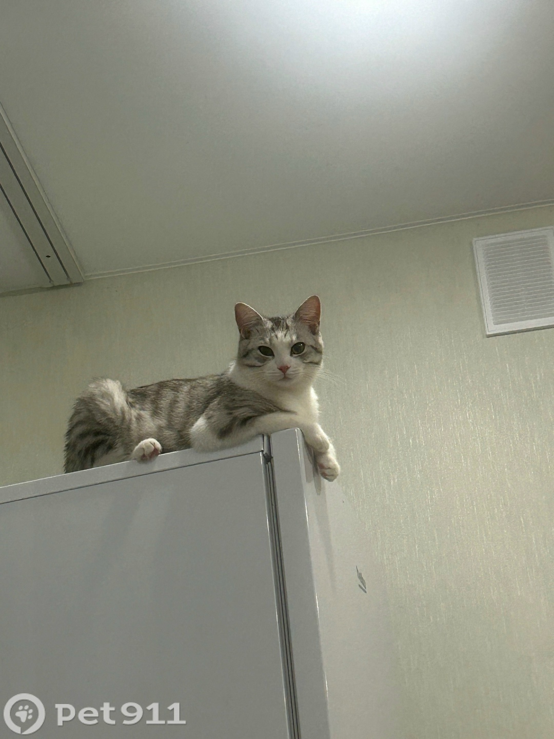 Пропала кошка в Чебоксарах — фото объявления