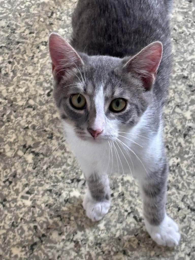 Пропала кошка в Чебоксарах — фото объявления