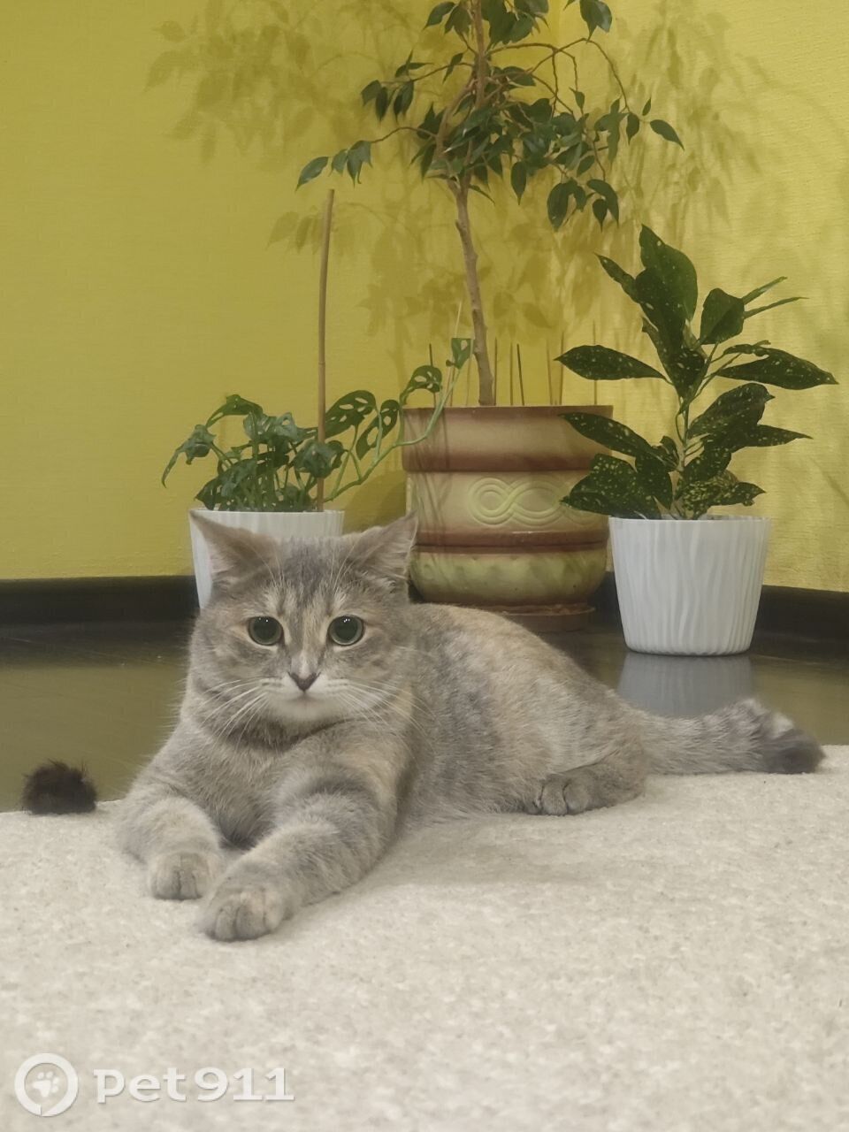 Пропала кошка в Чебоксарах — фото объявления