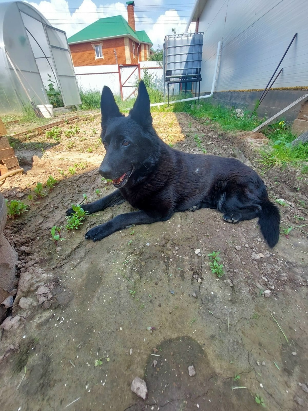 Пропала собака в Чебоксарах — фото объявления