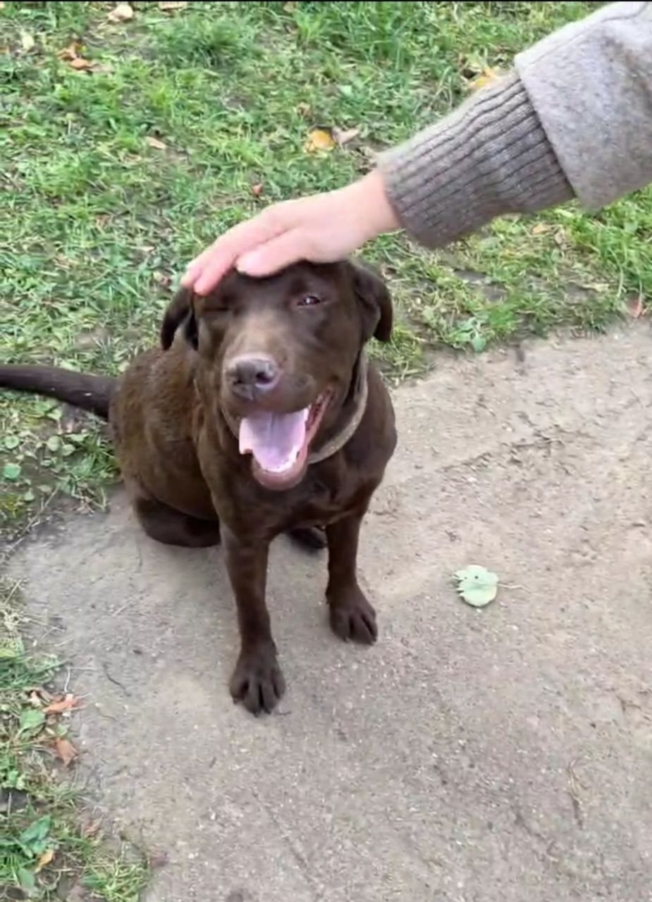 Найдена собака в Чебоксарах — фото объявления