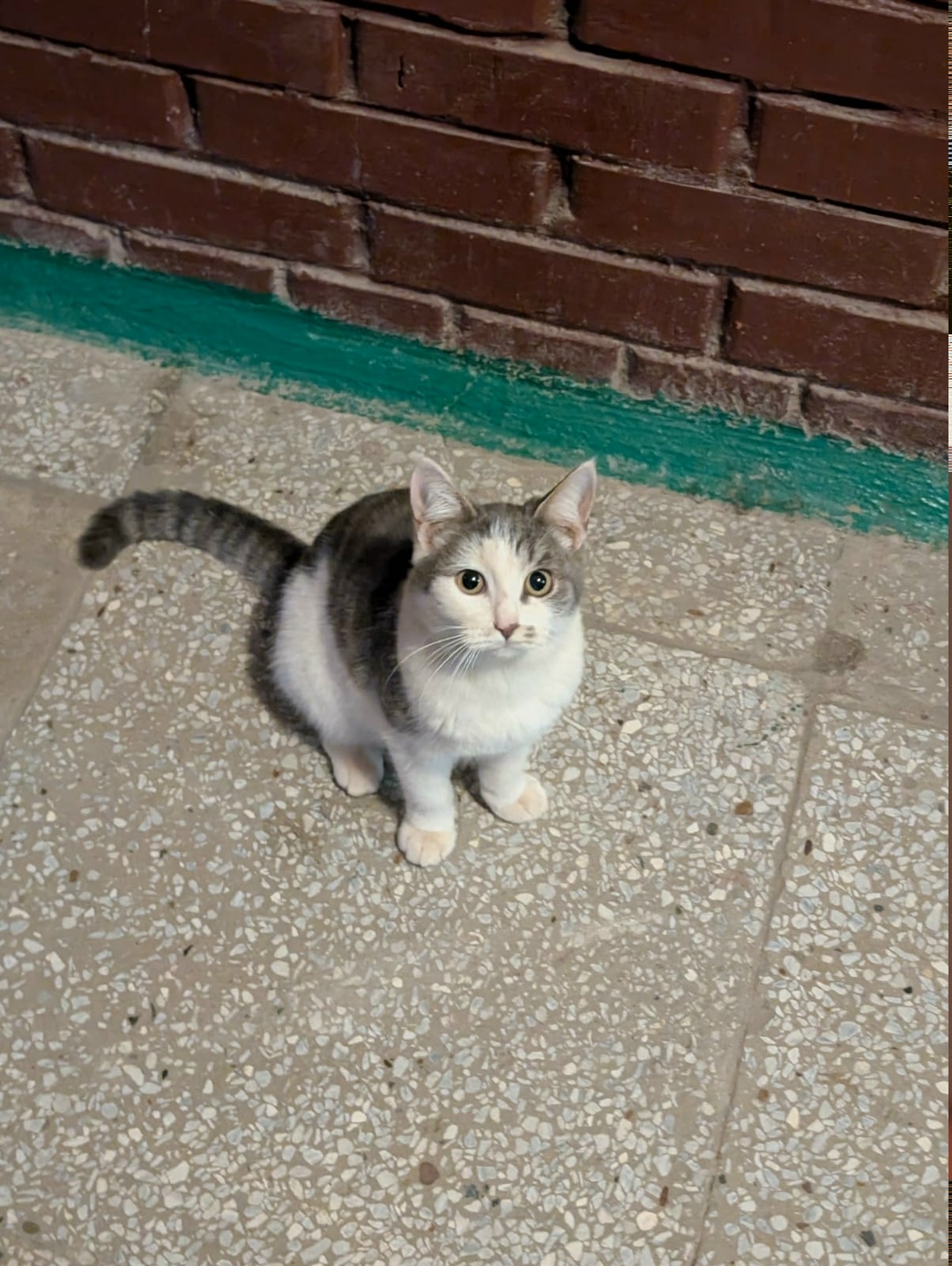 Пропала кошка в Чебоксарах — фото объявления