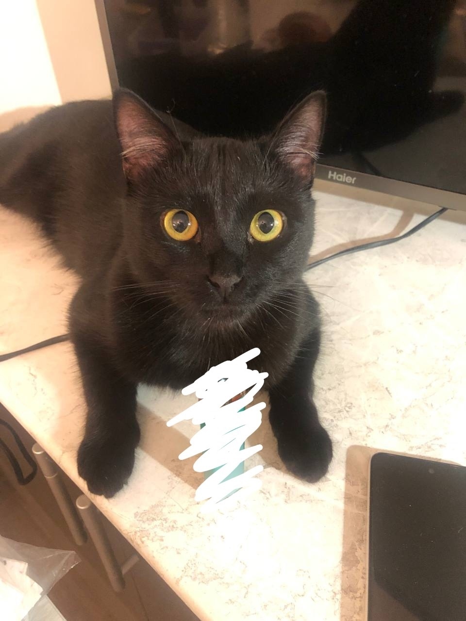 Пропала кошка в Чебоксарах — фото объявления