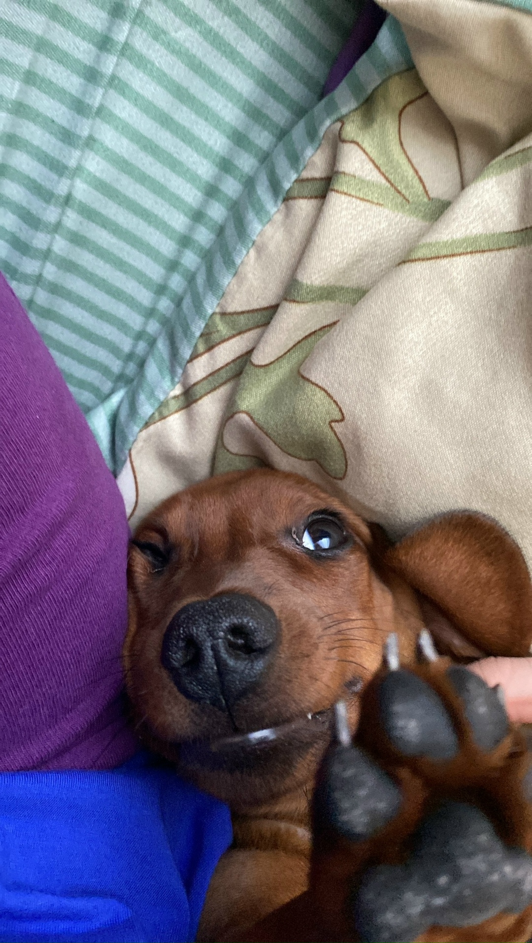 Пропала собака в Чебоксарах — фото объявления