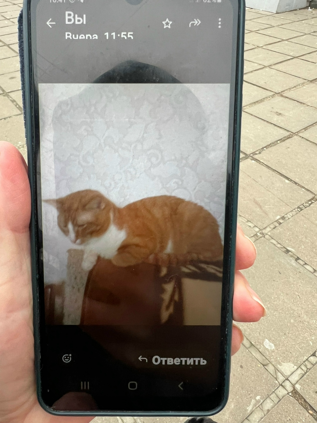 Пропала кошка в Чебоксарах — фото объявления