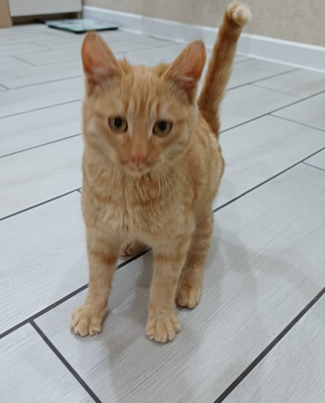 Найдена кошка в Чебоксарах — фото объявления