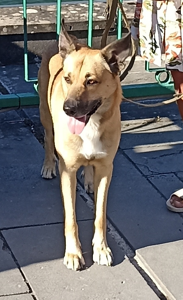 Пропала собака в Чебоксарах — фото объявления