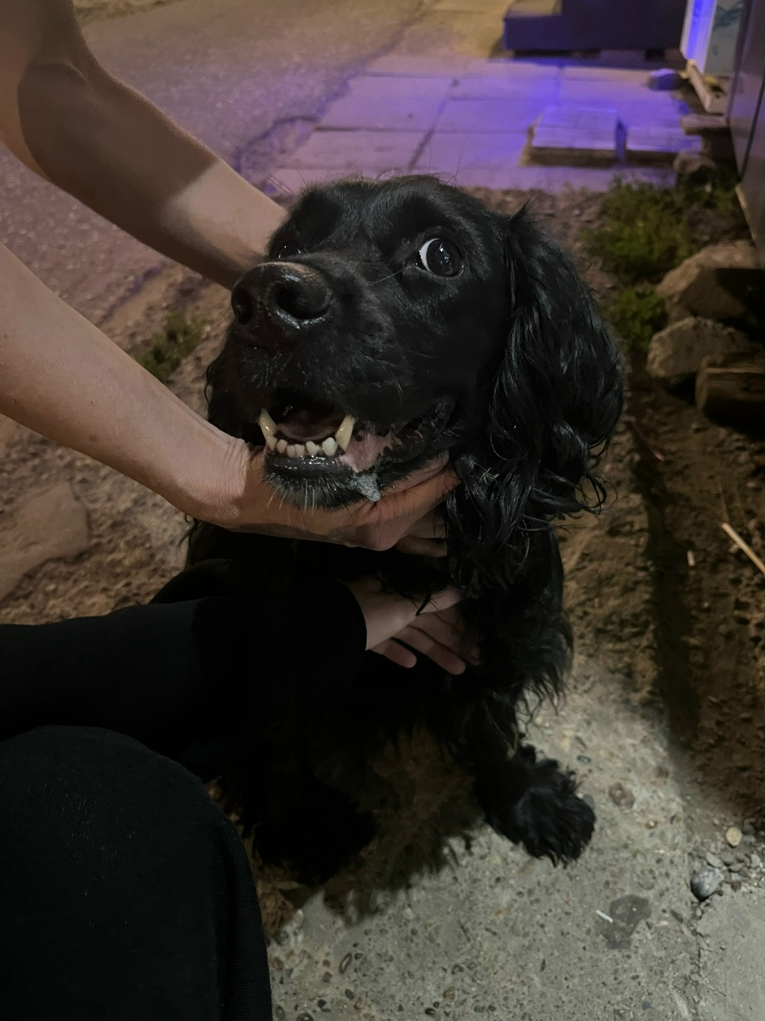 Найдена собака в Чебоксарах — фото объявления