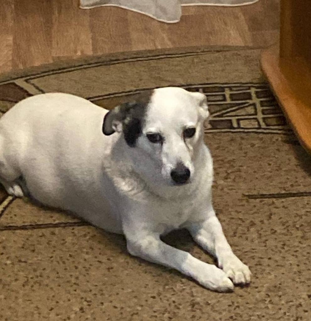 Пропала собака в Чебоксарах — фото объявления