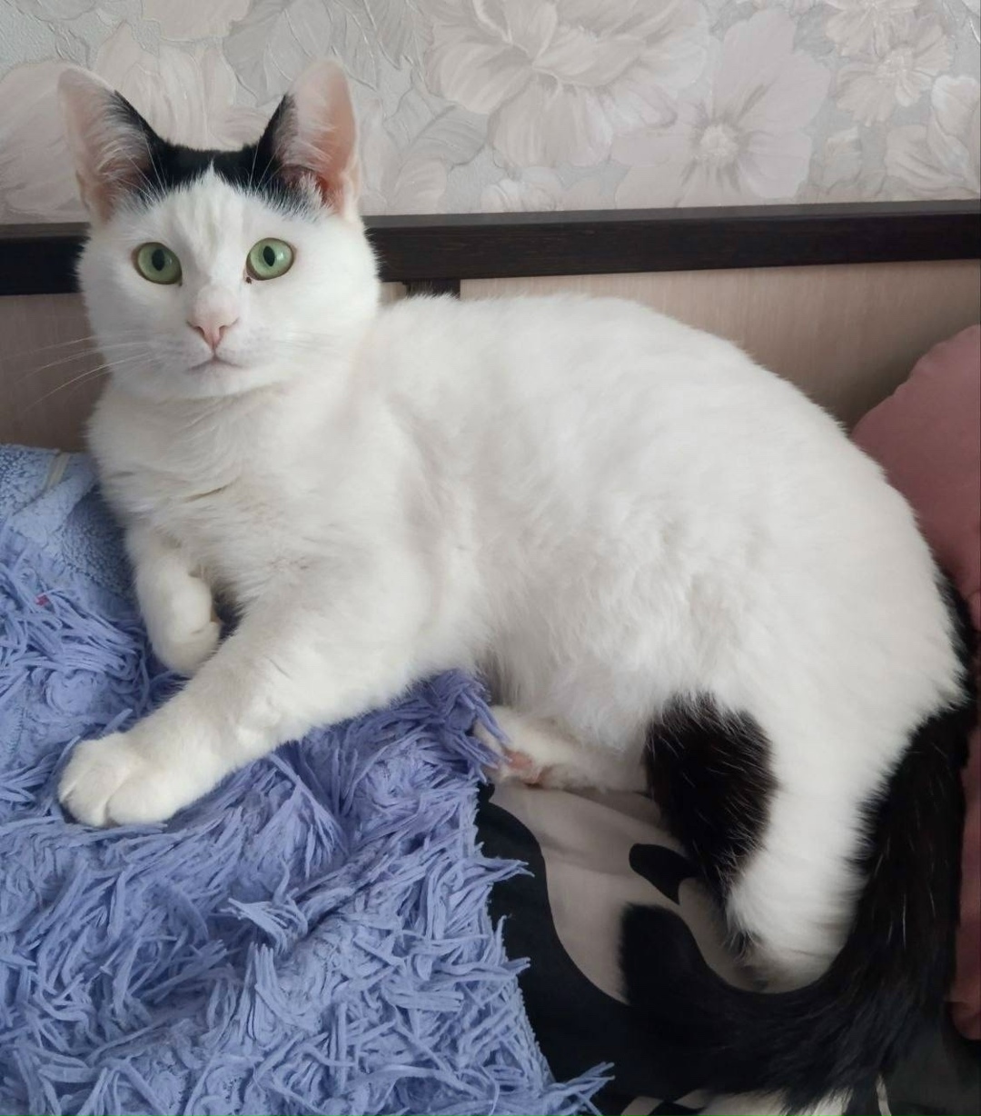 Пропала кошка в Чебоксарах — фото объявления