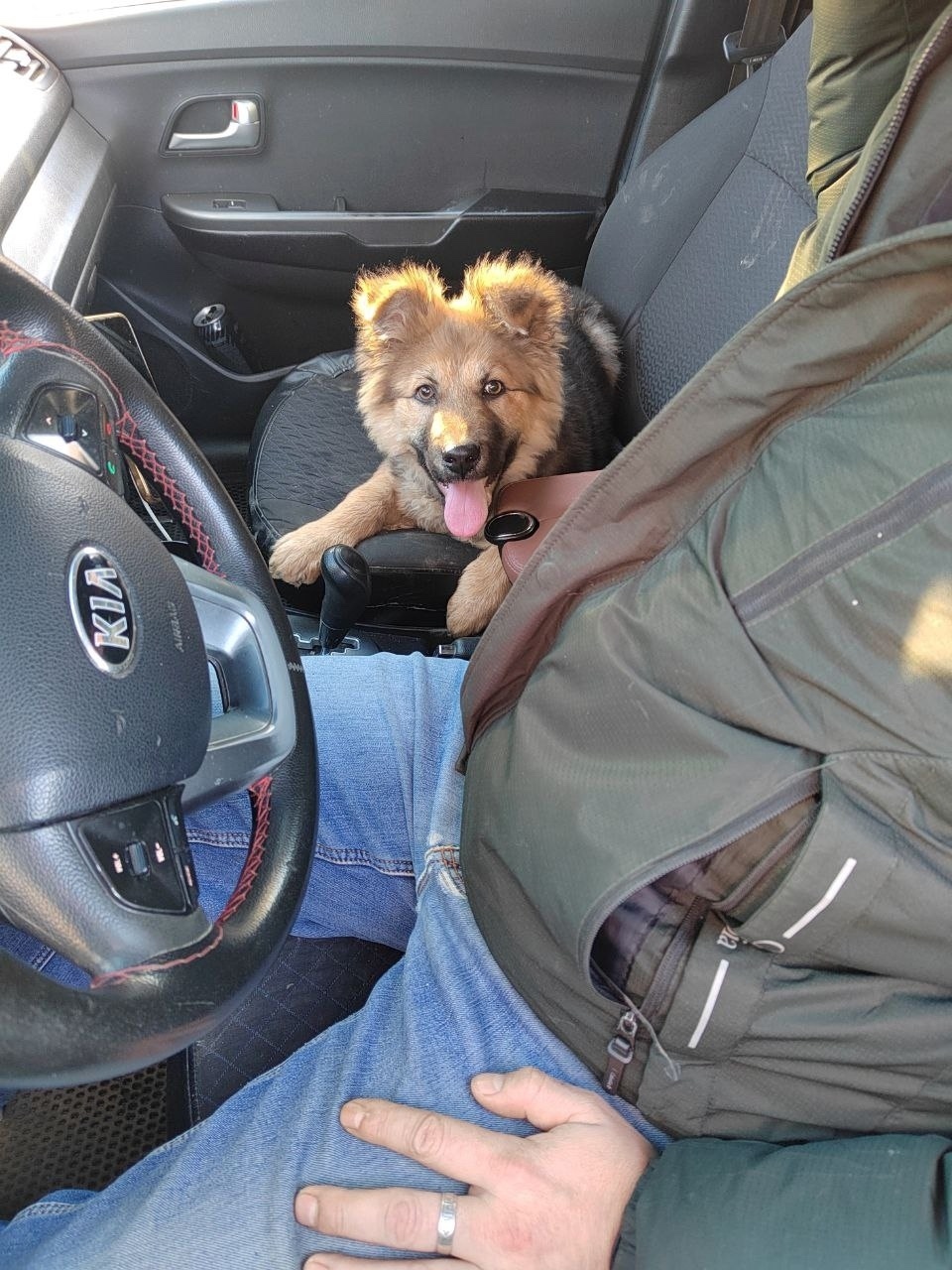 Найдена собака в Чебоксарах — фото объявления