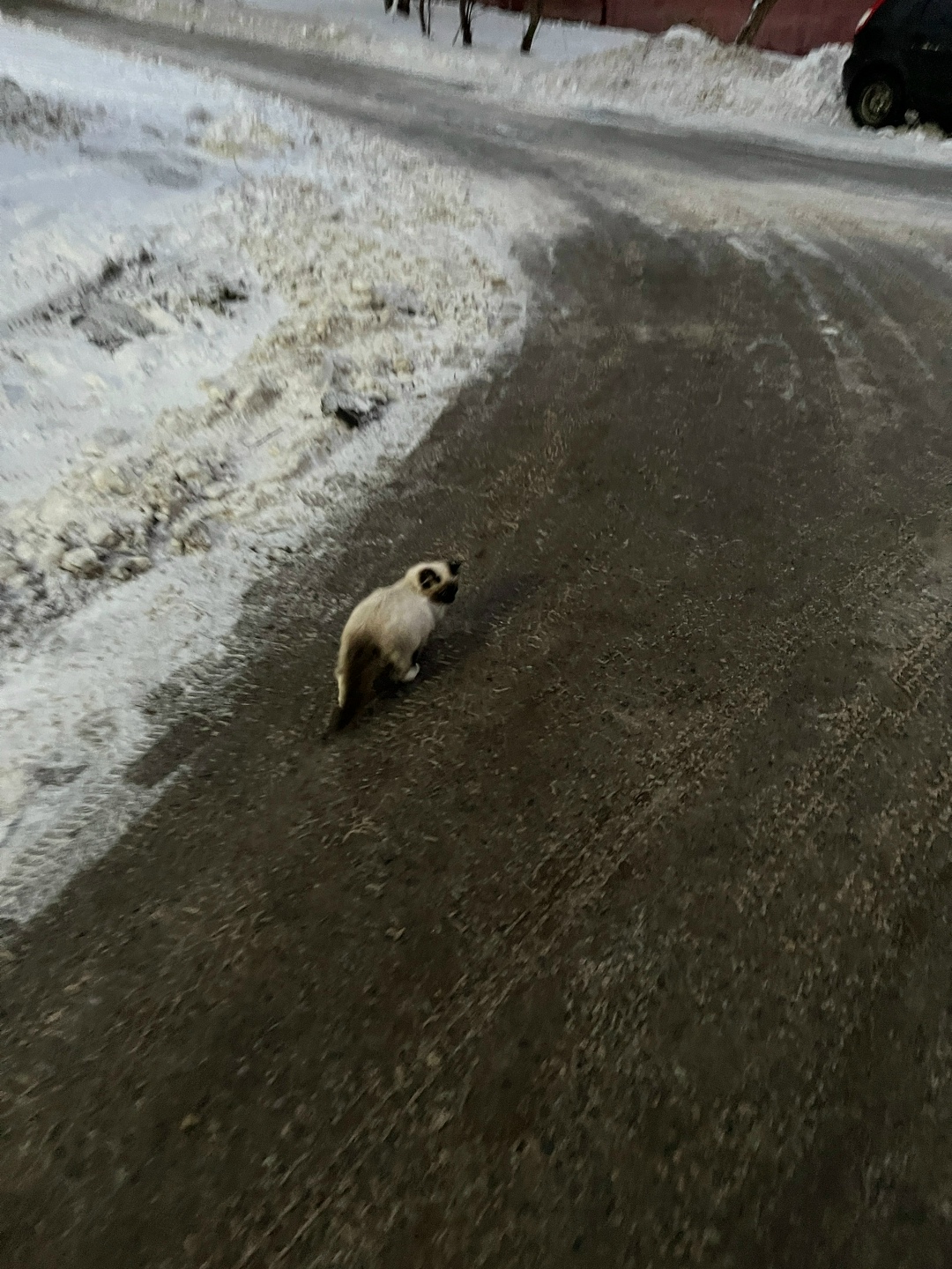 Пропала кошка в Чебоксарах — фото объявления