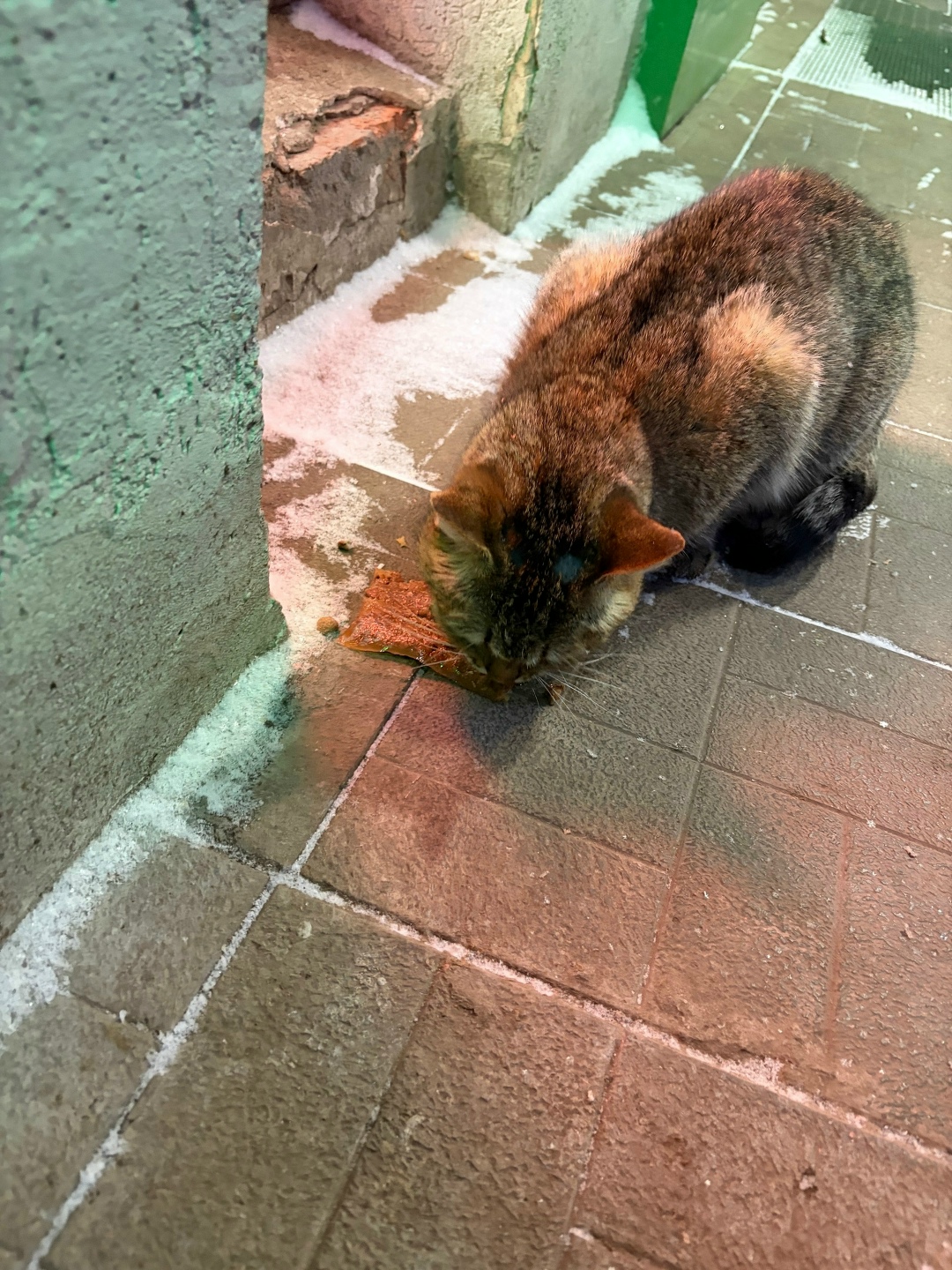 Пропала кошка в Чебоксарах — фото объявления